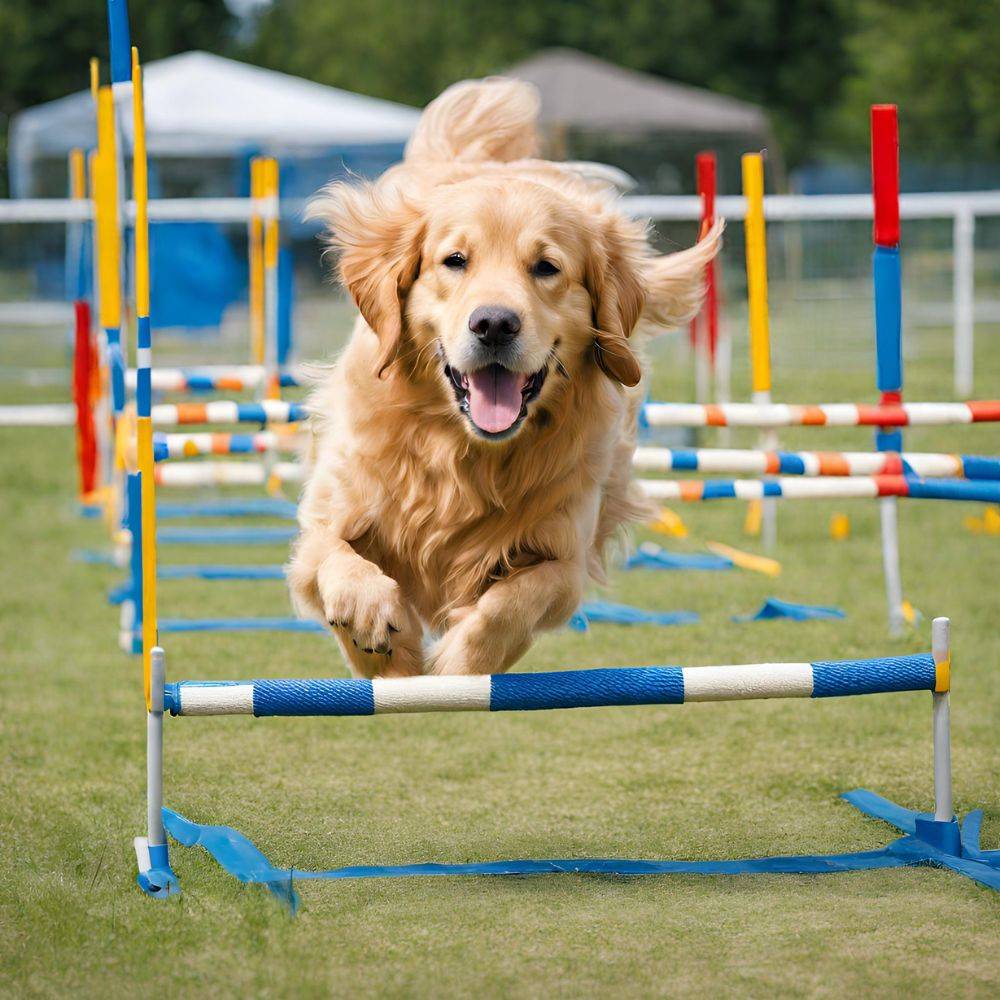 available training types for golden retrievers exnoeq