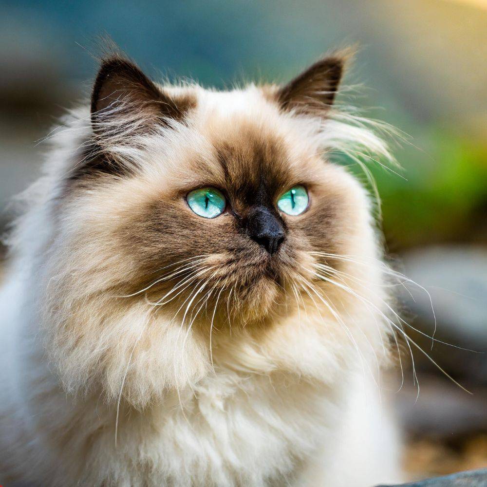 healthy food options for your himalayan cat