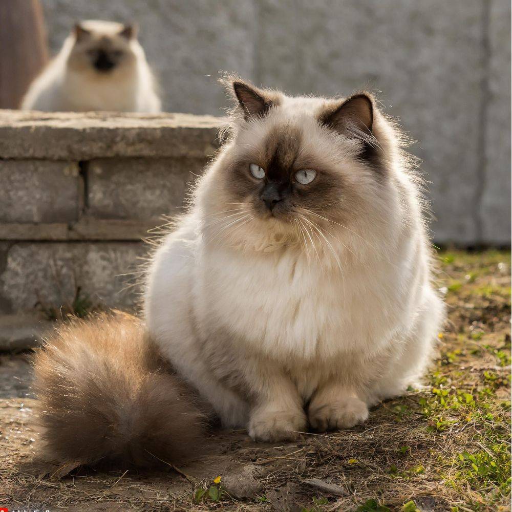 information about himalayan cat reproduction