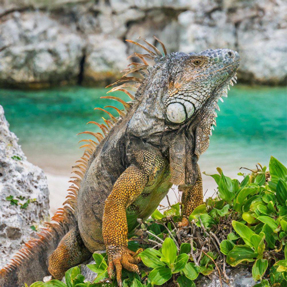 What You Must Identify About Iguana Sex Life and Consultation?