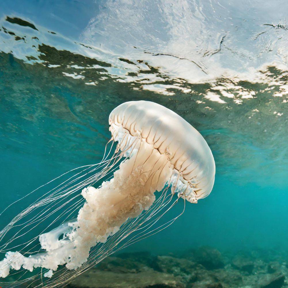 best-place-to-buy-jellyfish-toys