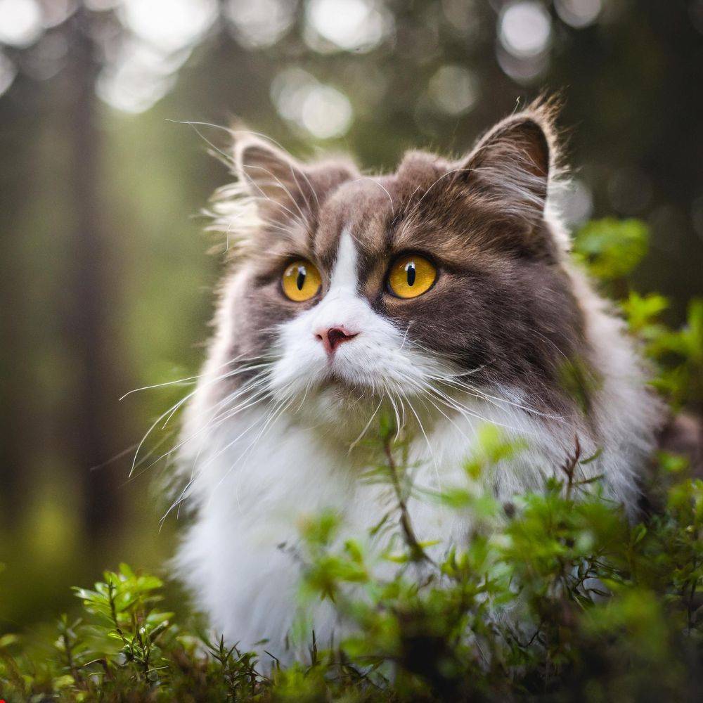 decorative-accessories-for-norwegian-forest-cats