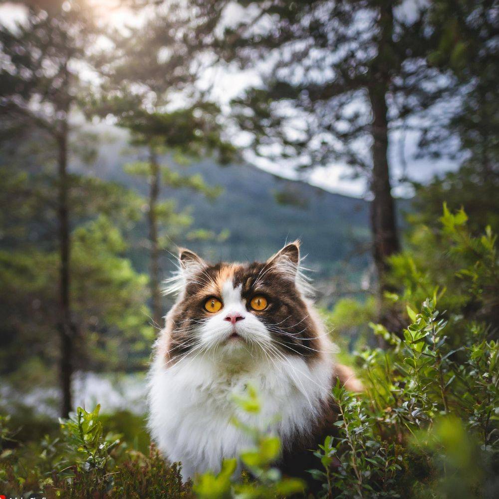 nourishing food options for norwegian forest cats