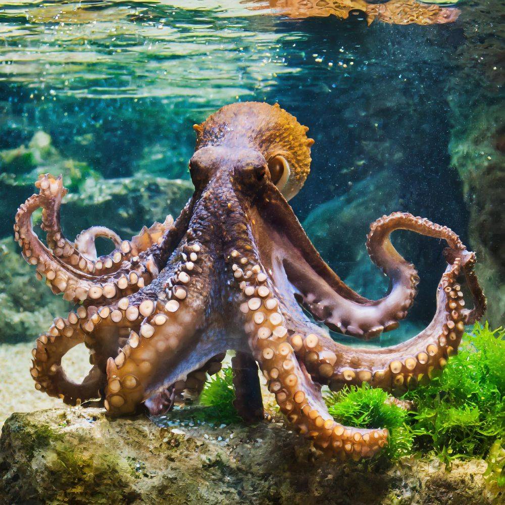 what is the lifespan and health of an octopus