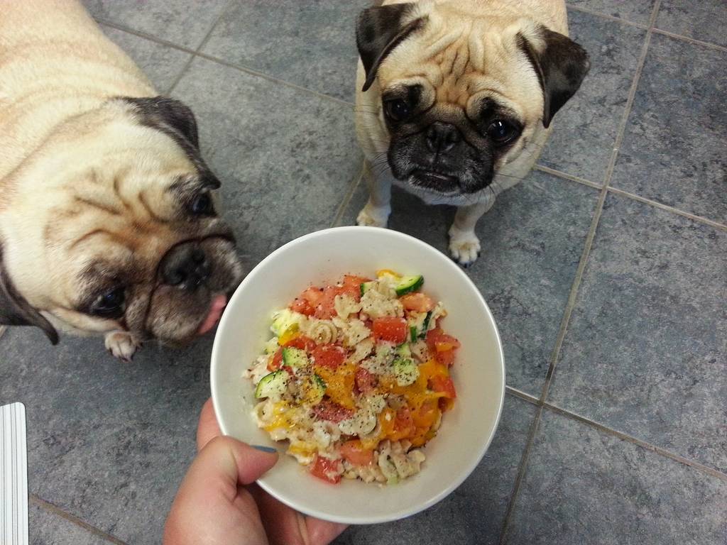 healthy food options for pugs feeding