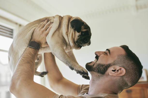 how to play with your pug dog it is very important