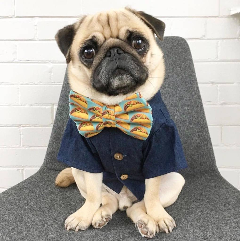 chic dresses and bow ties for pug dog dsynn