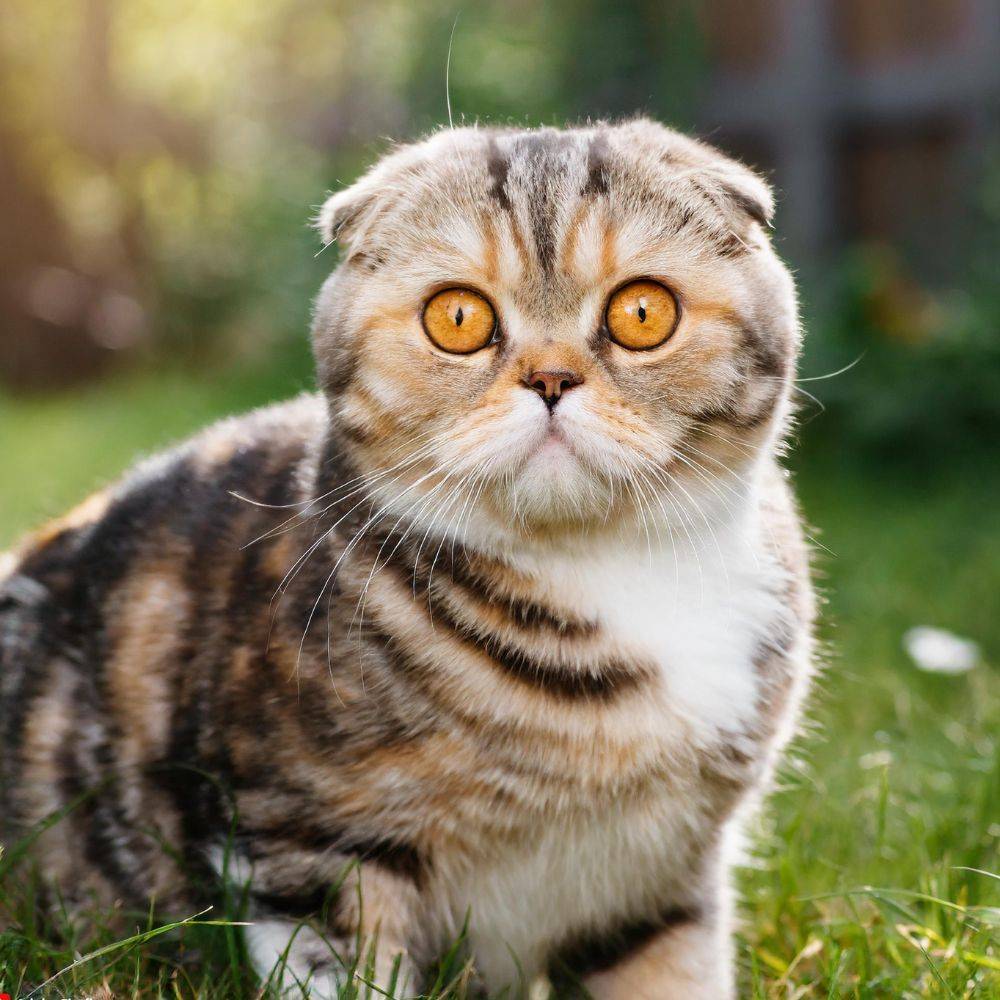 Understanding The Love Life of Your Scottish Fold Cat