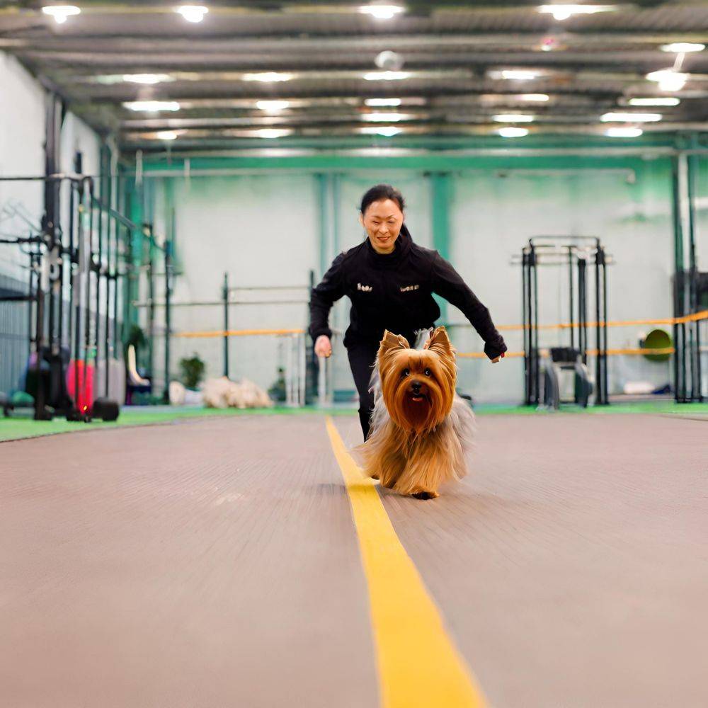 why training is important for yorkshire terriers