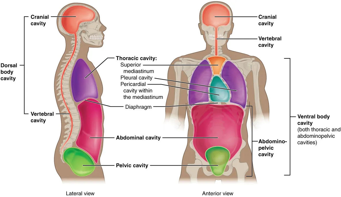 Anatomical diagram showing the dorsal and ventral body cavities and their subdivisions.