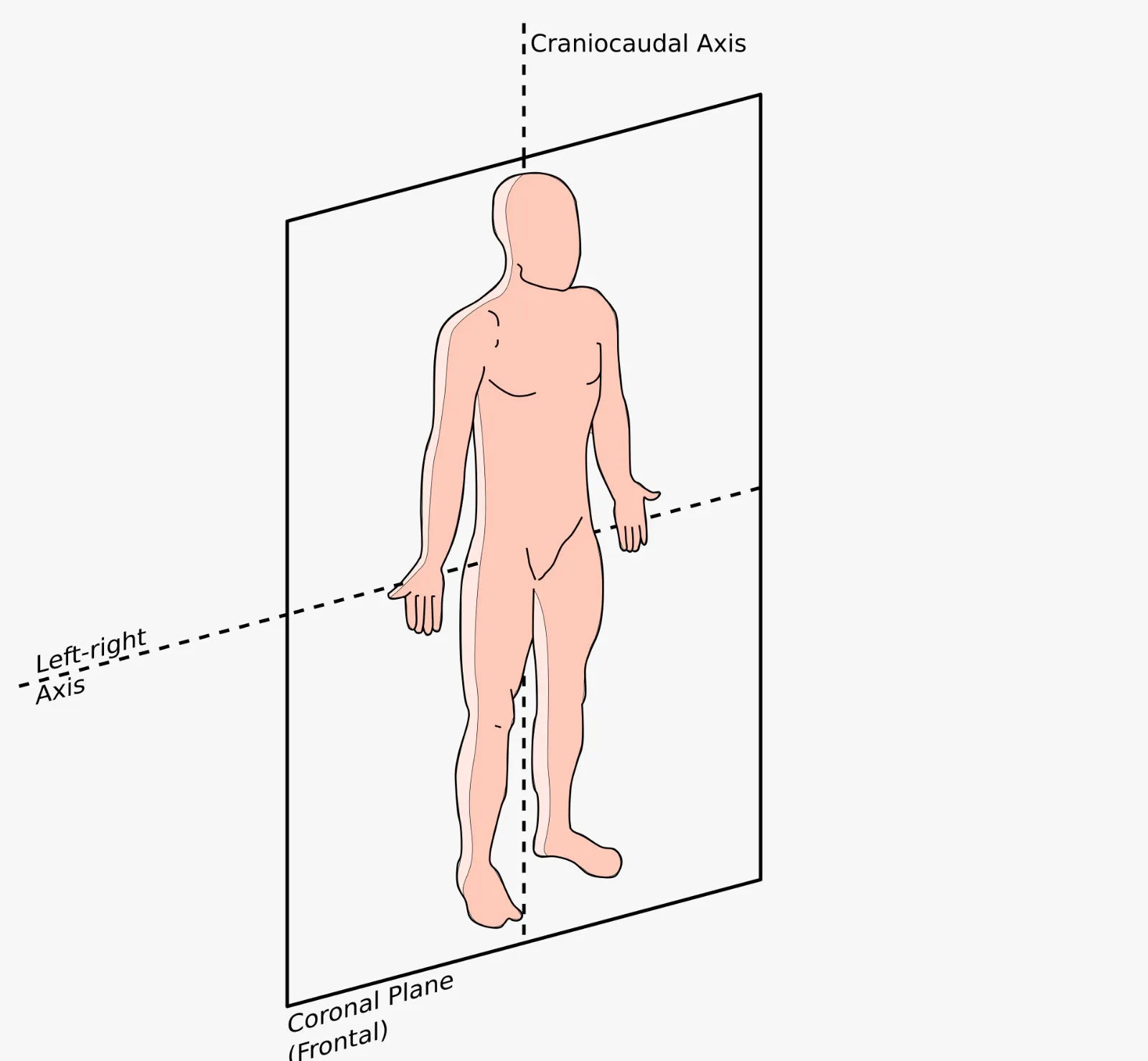 Anatomical diagram showing a vertical plane dividing the body into front (anterior) and back (posterior) sections.