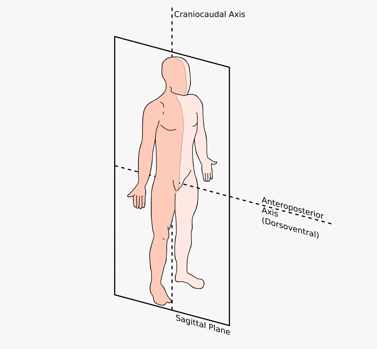 Anatomical diagram showing a vertical plane dividing the body into left and right sections.