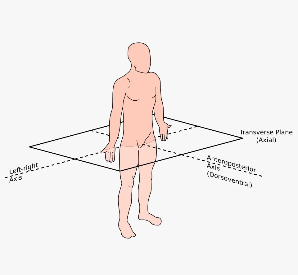 Anatomical diagram showing a horizontal plane dividing the body into upper (superior) and lower (inferior) sections.