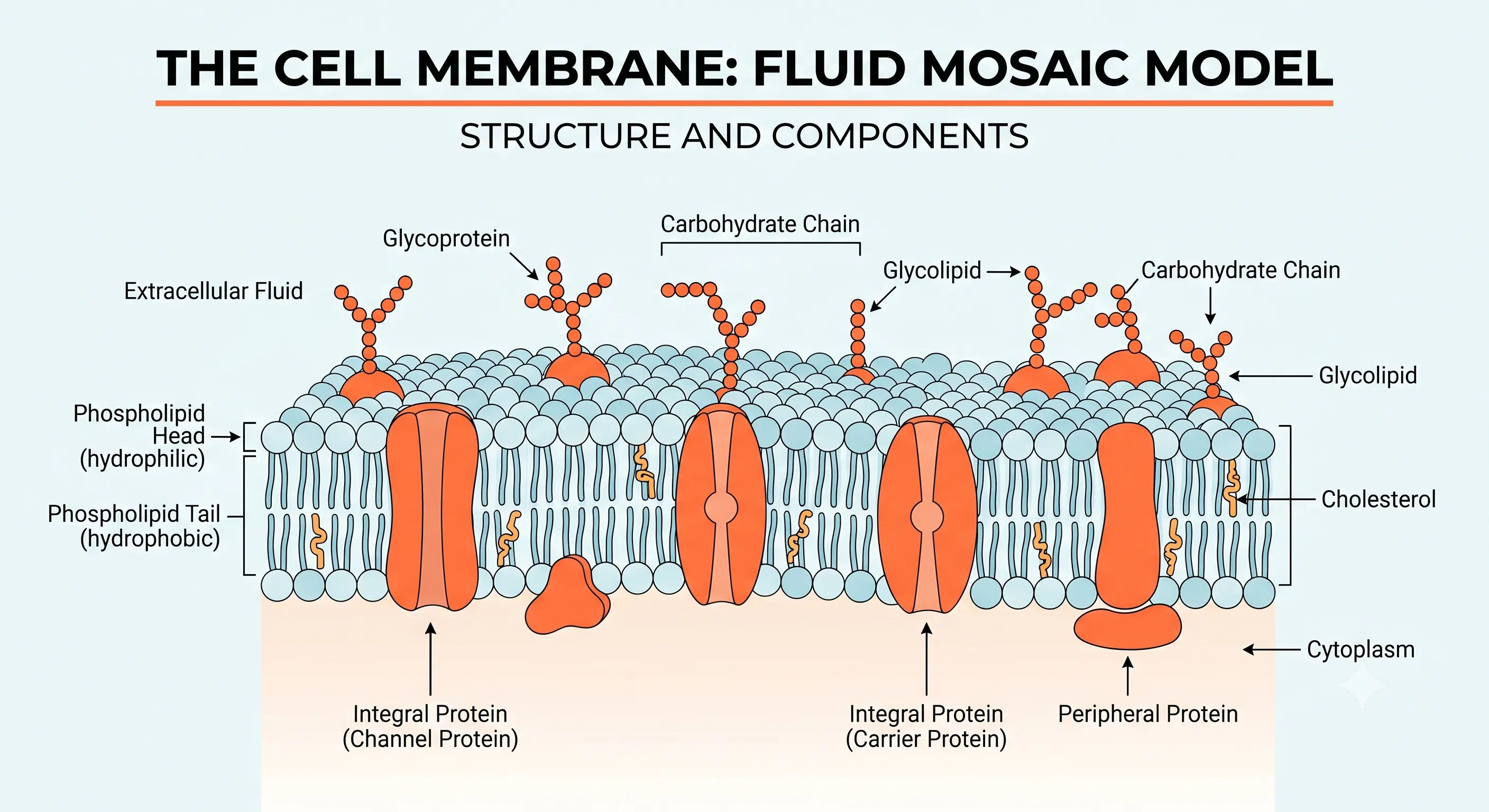 Fluid Mosaic Model of Cell Membrane