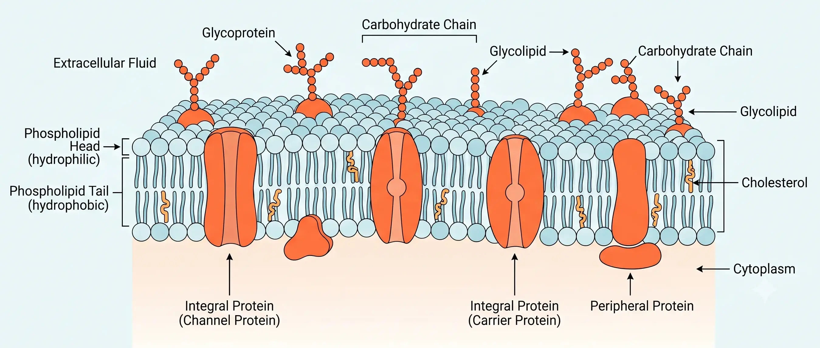 Proteins in a Cell Membrane