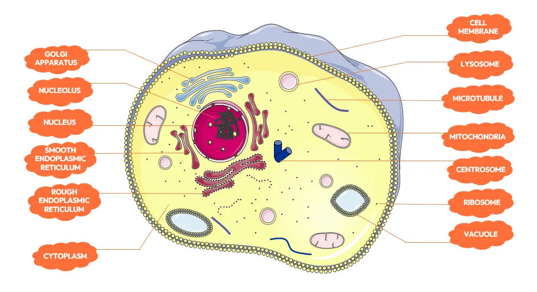 Figure: Structure of the Cell
