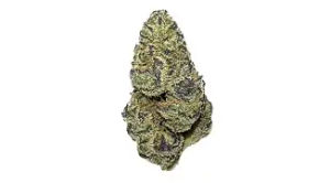 Brain Freeze by clout king flower at ShowGrow