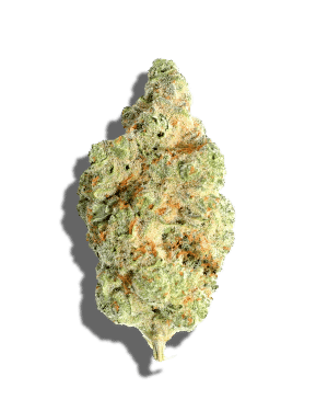 Starfruitz by blvd flower at ShowGrow