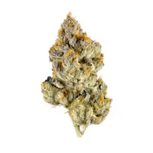Lemon Cherry Gelato by stiiizy flower at ShowGrow