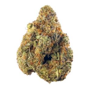 Citrus Spritz by fleur flower at ShowGrow