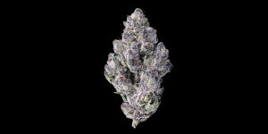 Dirty Laundry by maven at ShowGrow Long Beach Dispensary | Cannabis, Vapes, Edibles & Pickup