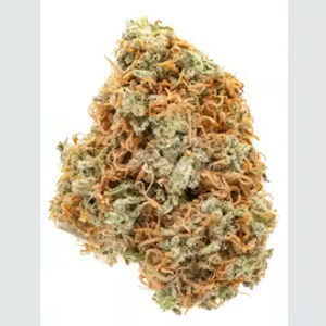 Orange Crush by stiiizy flower at ShowGrow