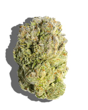 Garlic LeCrem by good green flower at ShowGrow