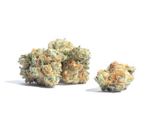 OG by stiiizy flower at ShowGrow