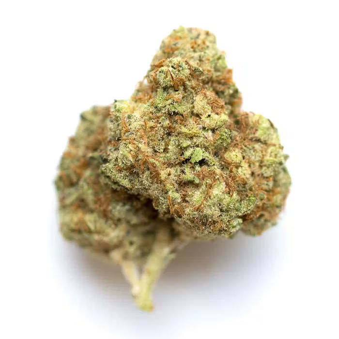 Gelatti by stiiizy flower at ShowGrow