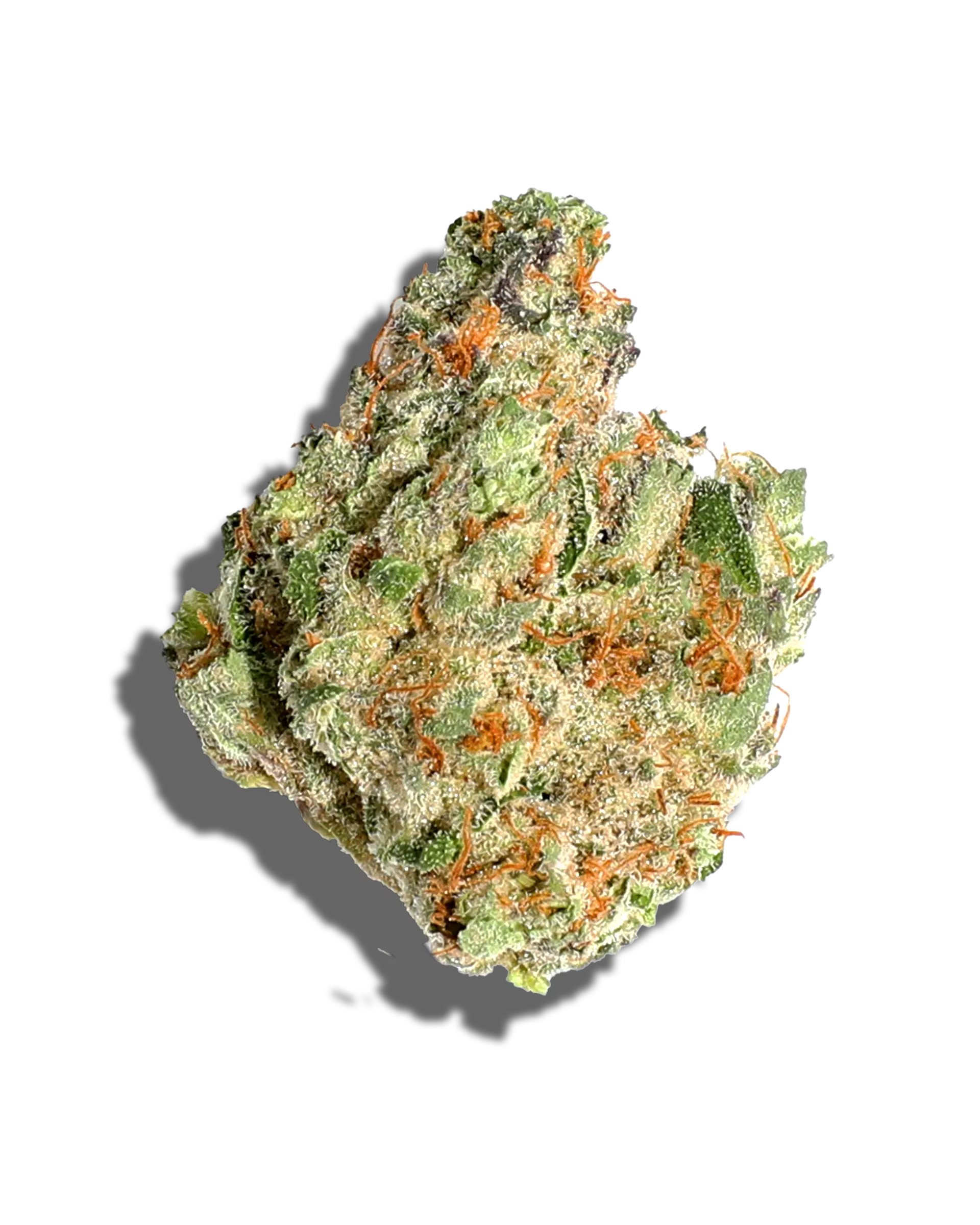 Grape Bubblegum by neon cactus flower at ShowGrow