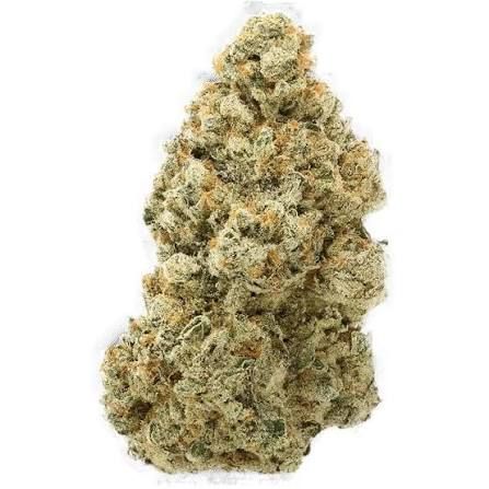 Hotwire by polaris flower at ShowGrow