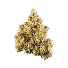 Triple G by daze flower at ShowGrow