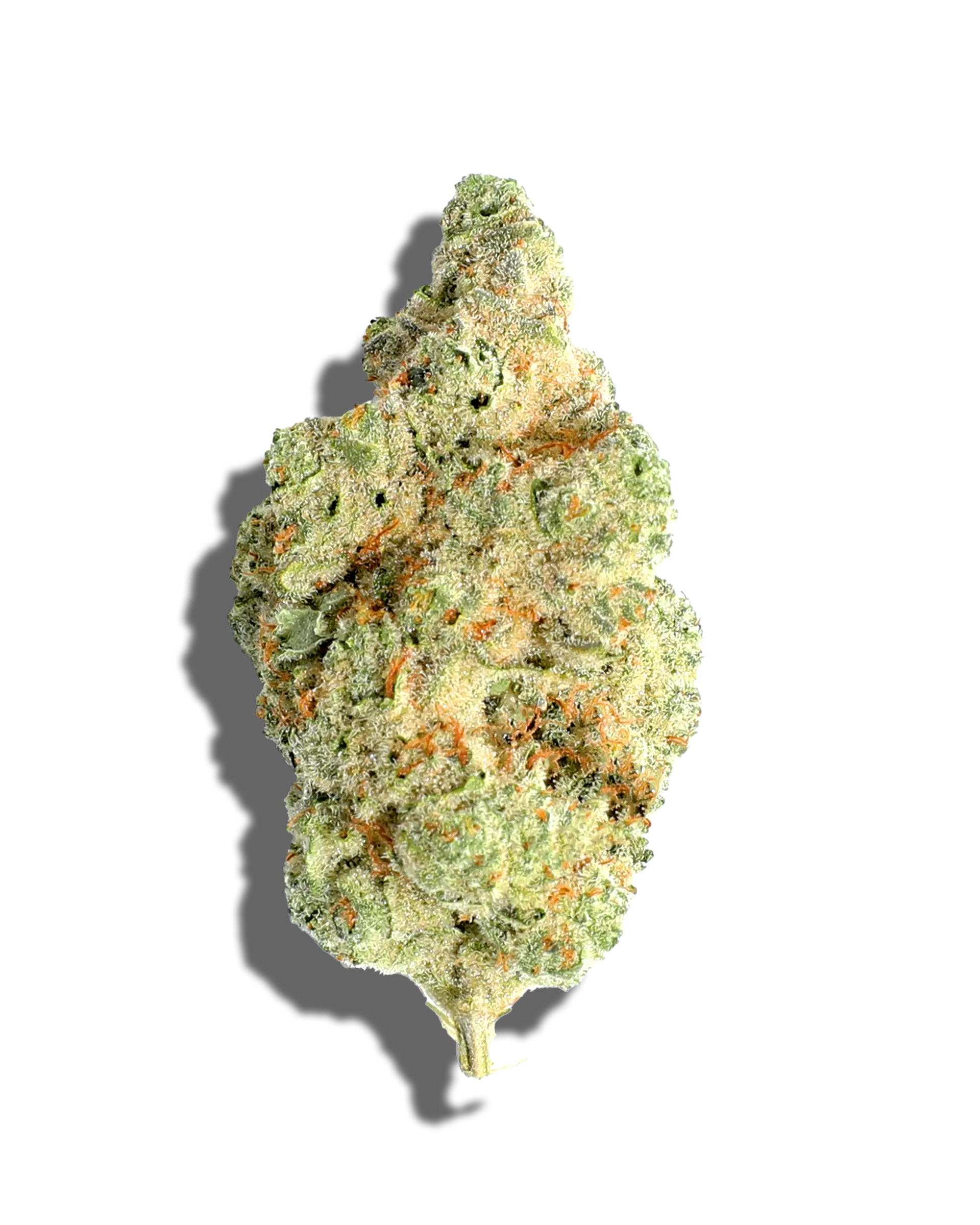 Starfruitz by blvd flower at ShowGrow