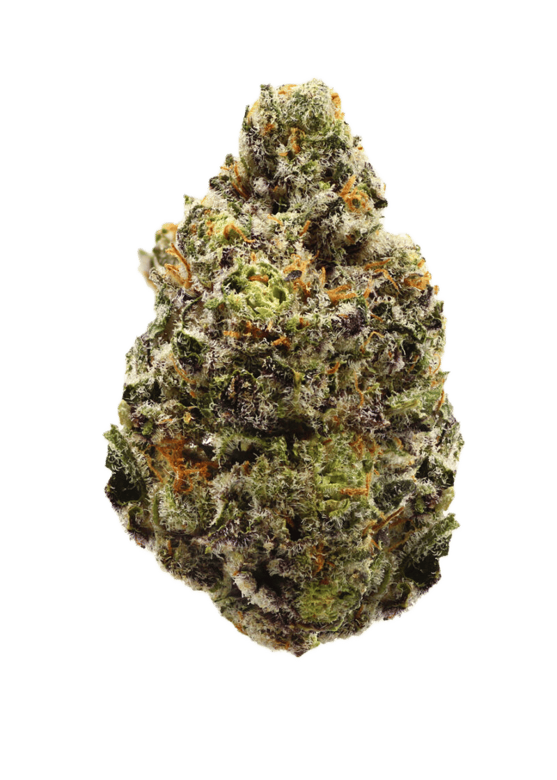 White Zerbert by stiiizy flower at ShowGrow
