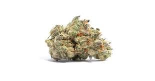 Buster Cherry by clout king flower at ShowGrow
