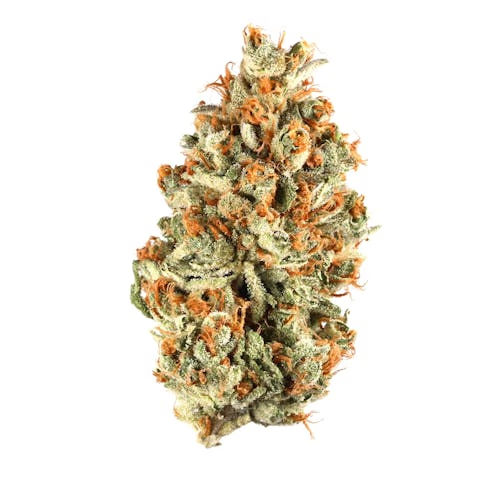 Las Vegas Lemon by neon cactus flower at ShowGrow