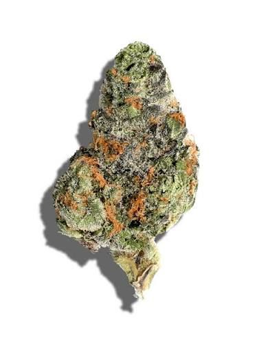 Cheddar Cheeze by neon cactus flower at ShowGrow