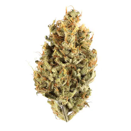Jungle Cake by daze flower at ShowGrow