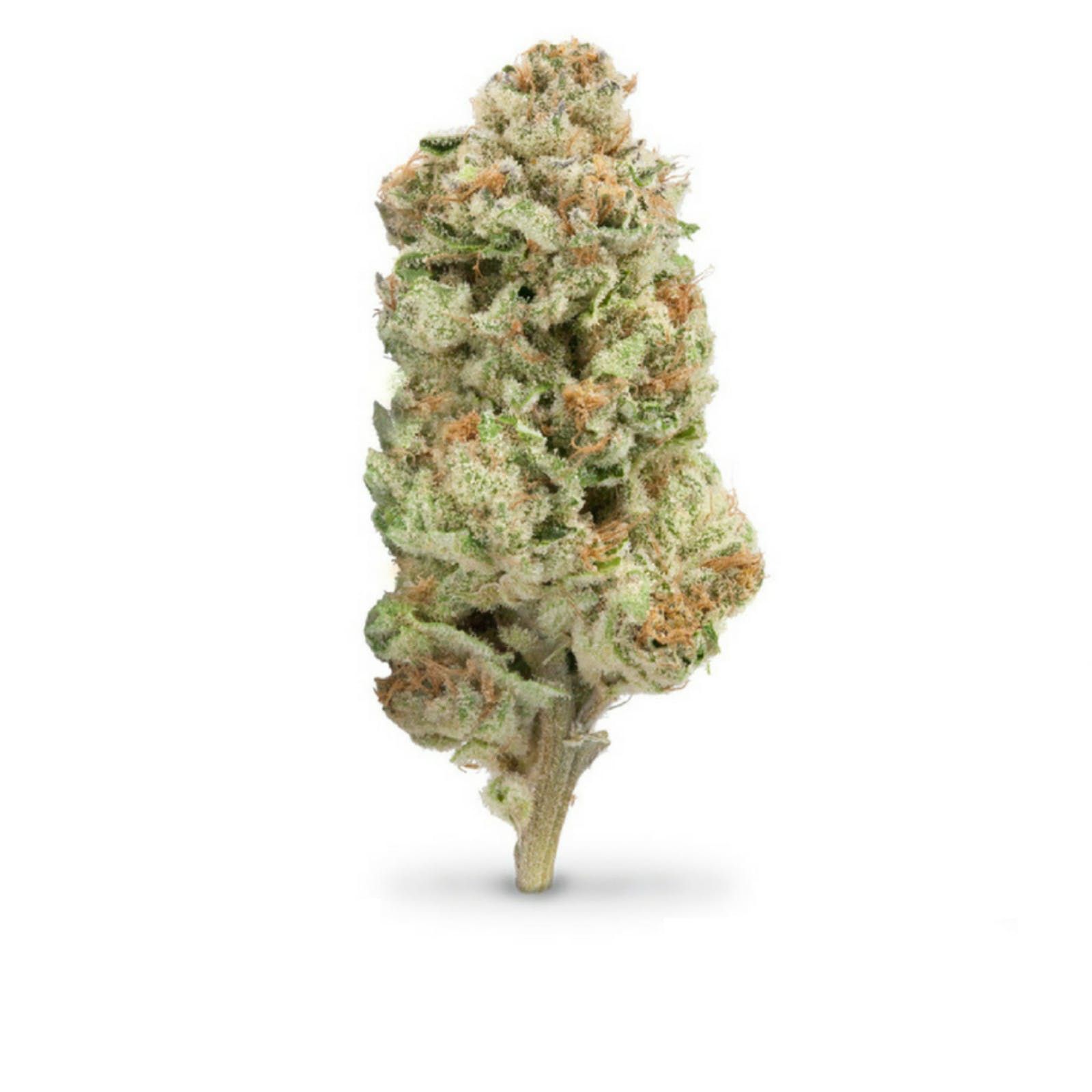 Grape Pie by green life productions flower at ShowGrow