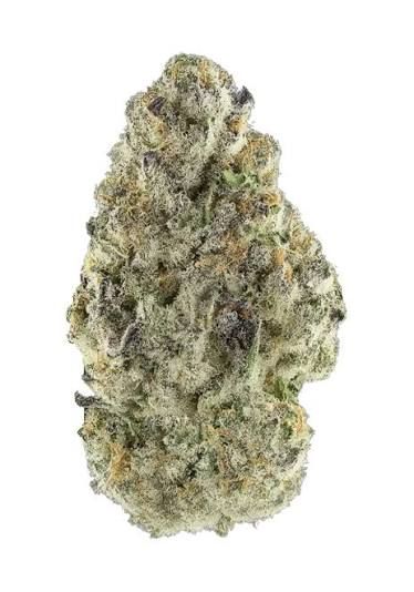Sour San Souci by sundae co flower at ShowGrow