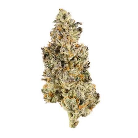 Banana Smuggler by nature's chemistry flower at ShowGrow