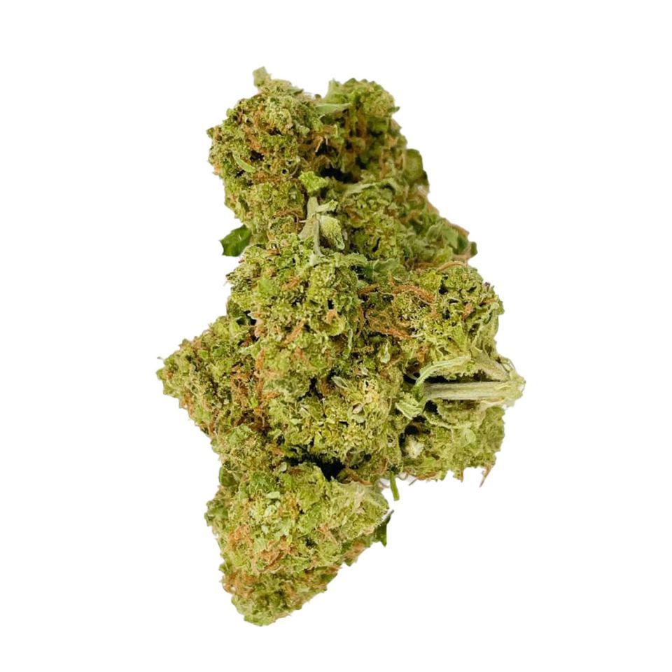 Tahoe Gelato Fuel by sundae co flower at ShowGrow