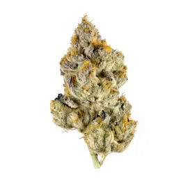 Lemon Cherry Gelato by stiiizy flower at ShowGrow