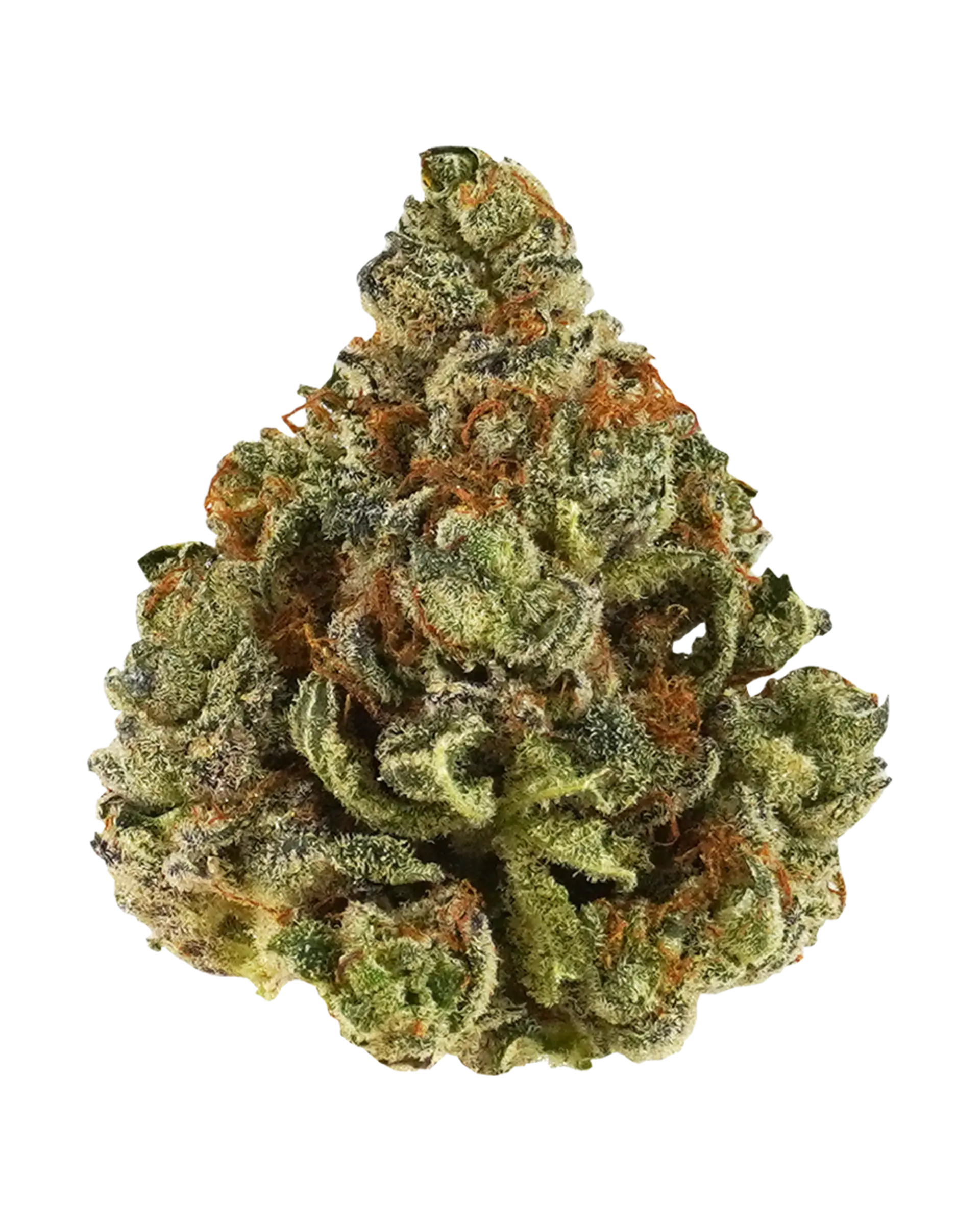Bombshellz by floravega flower at ShowGrow