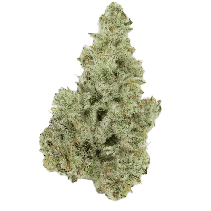 Cap Junkie by blvd flower at ShowGrow