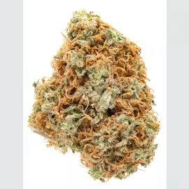 Orange Crush by stiiizy flower at ShowGrow