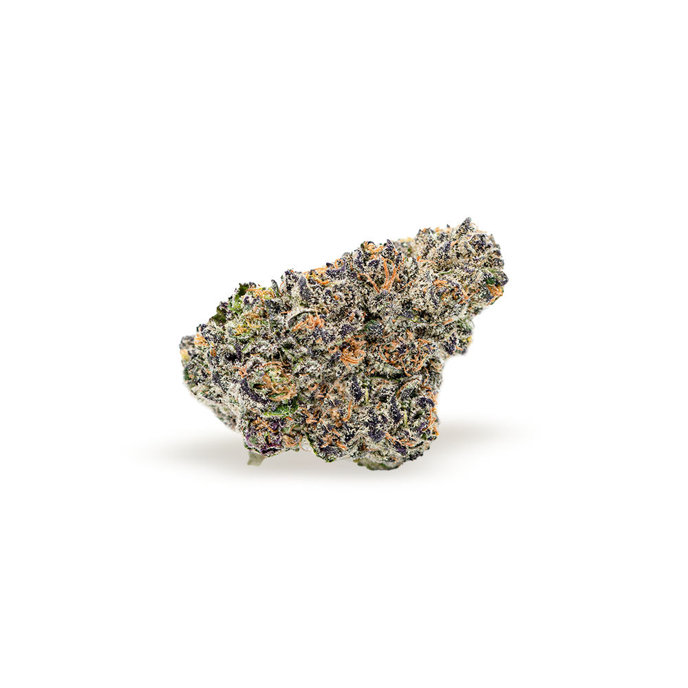 Mai Tai by floravega flower at ShowGrow