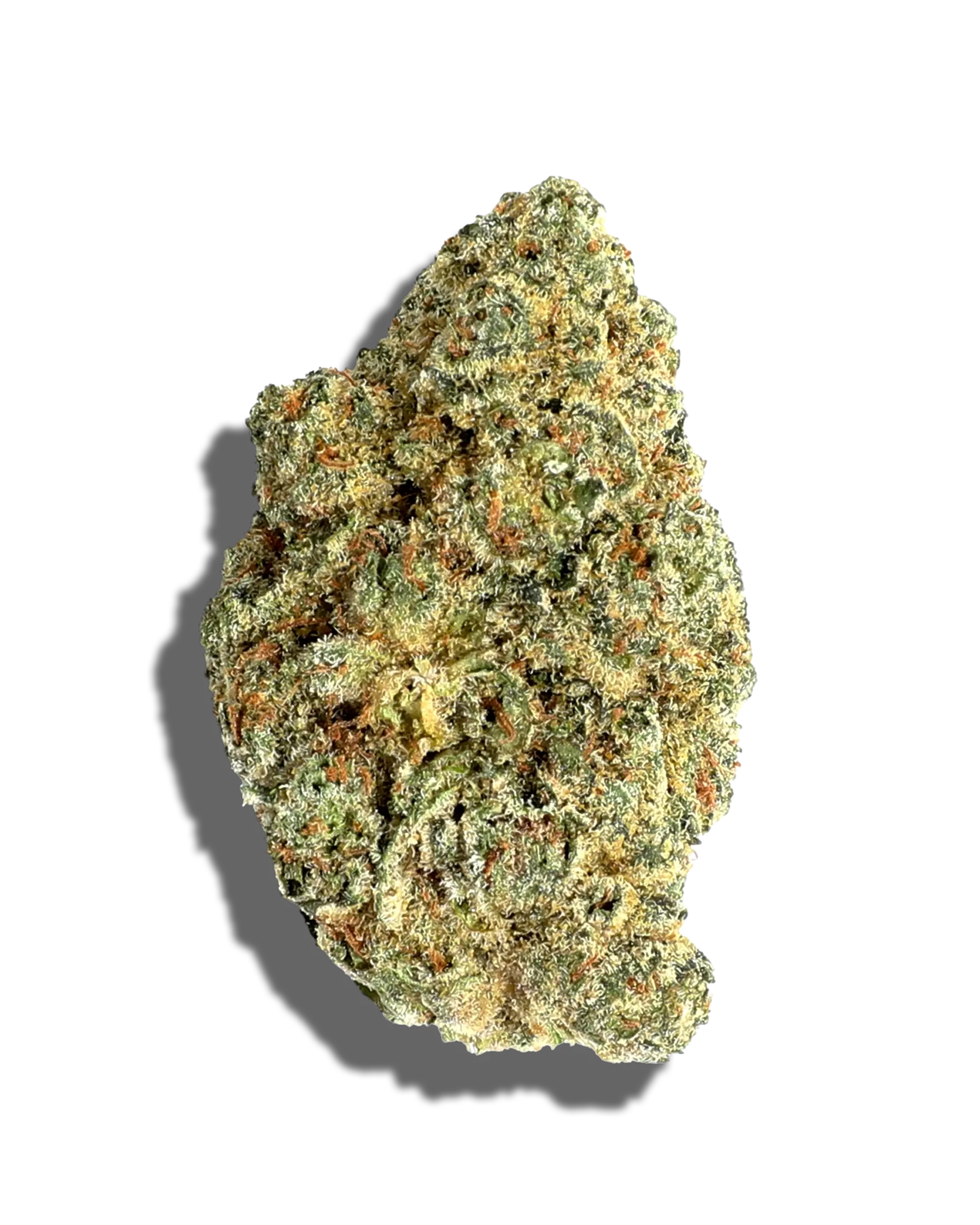 Figueroa by daze flower at ShowGrow
