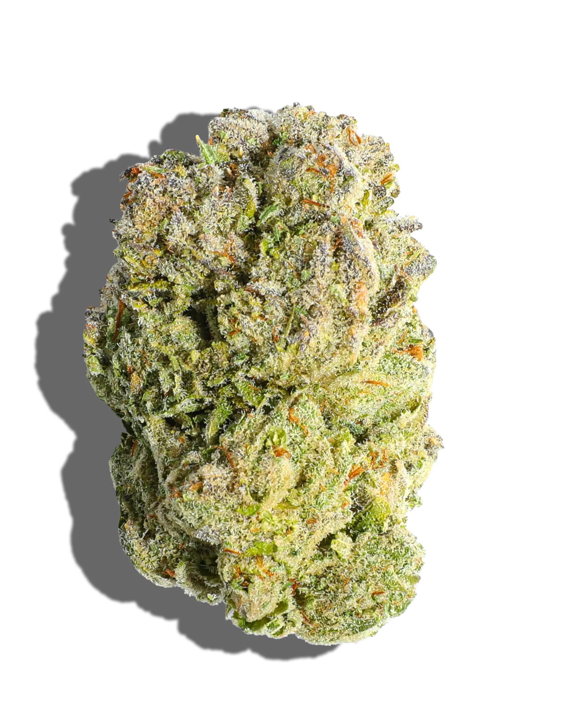Garlic LeCrem by good green flower at ShowGrow