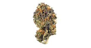 LV Kush Cake by floravega flower at ShowGrow